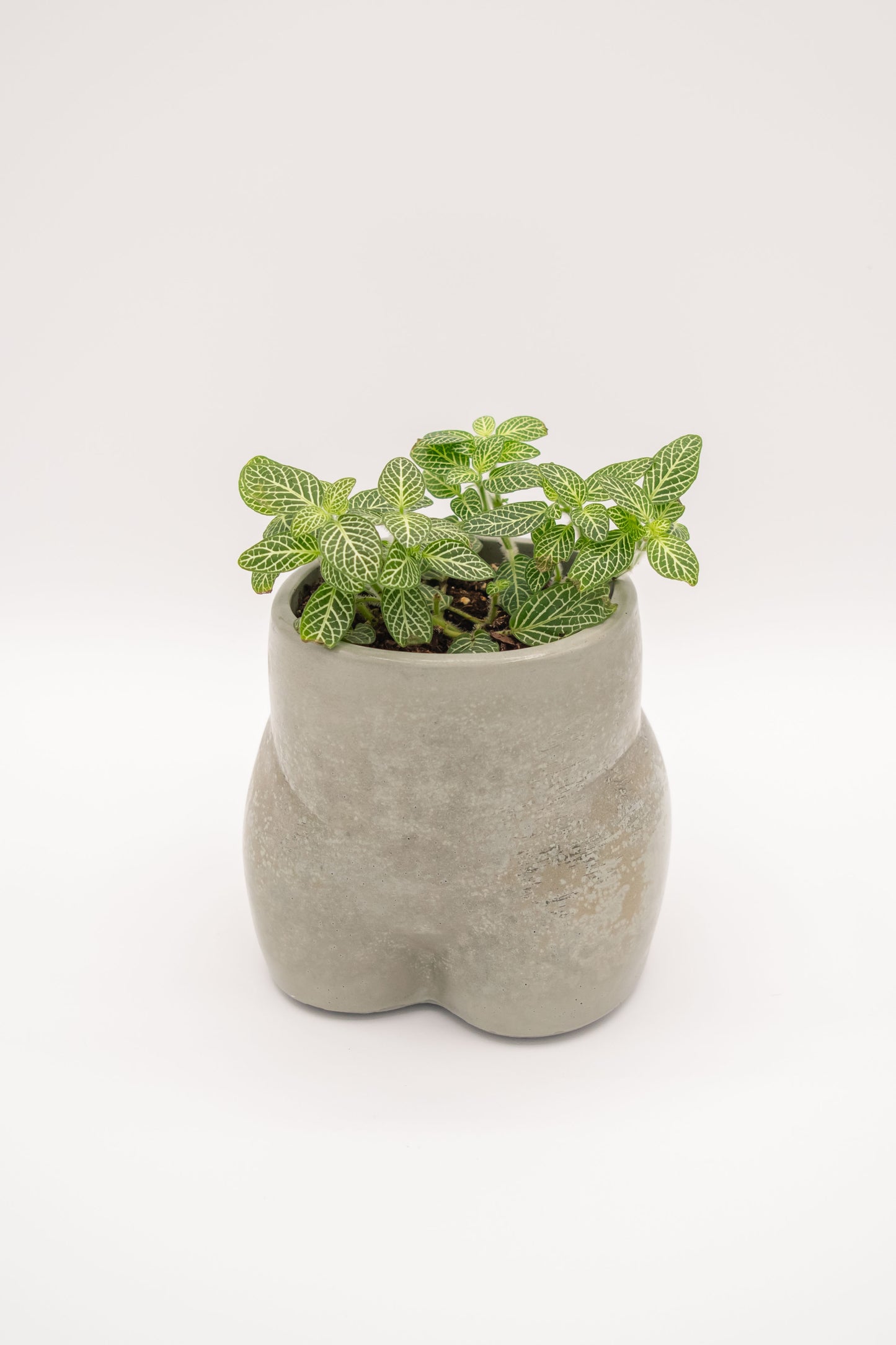 Judy Planter
