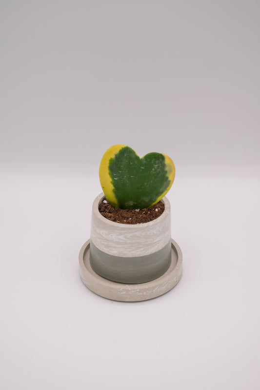2.5" Round Planter (no plant)