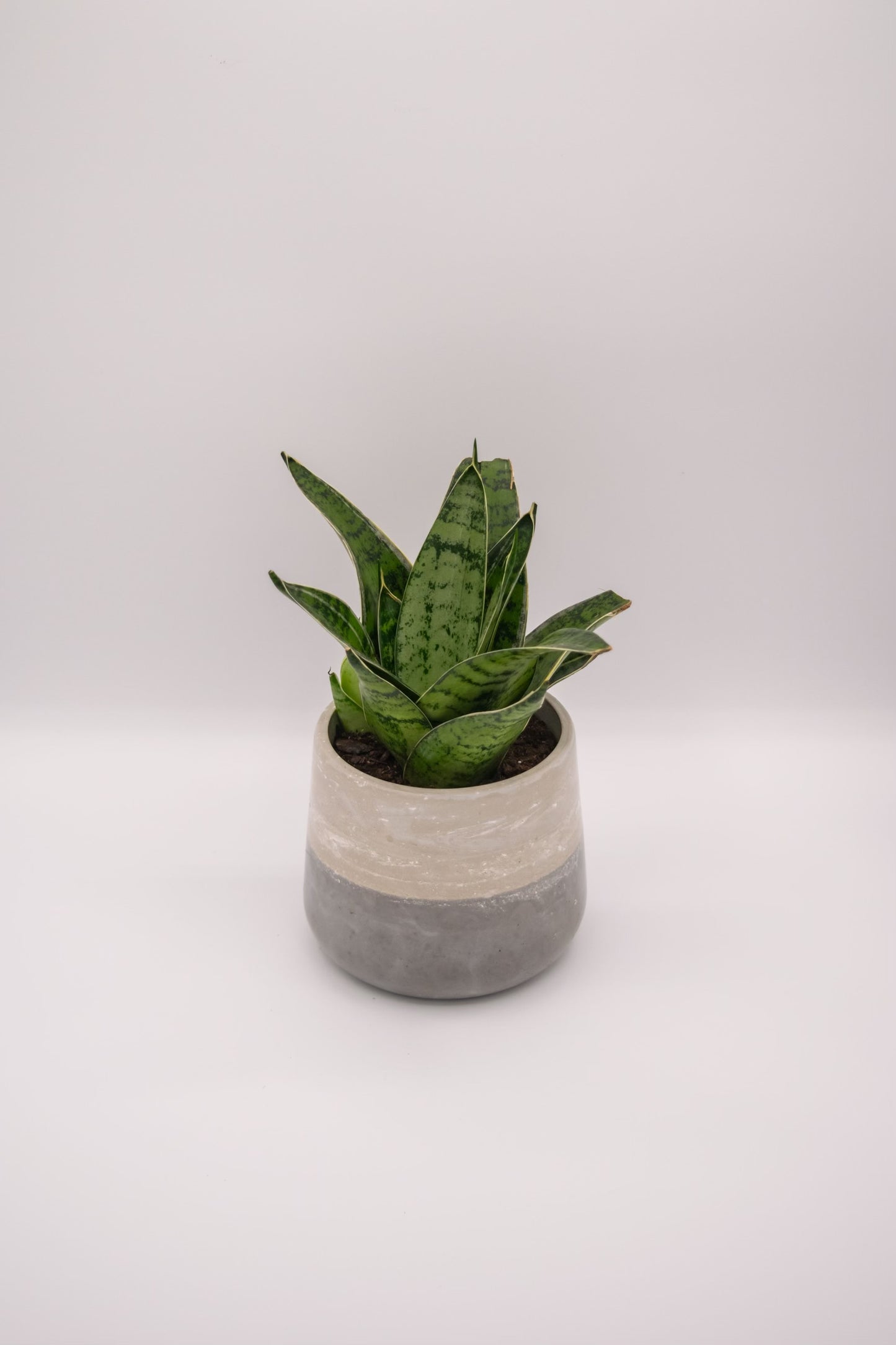 4" Bulbous Planter