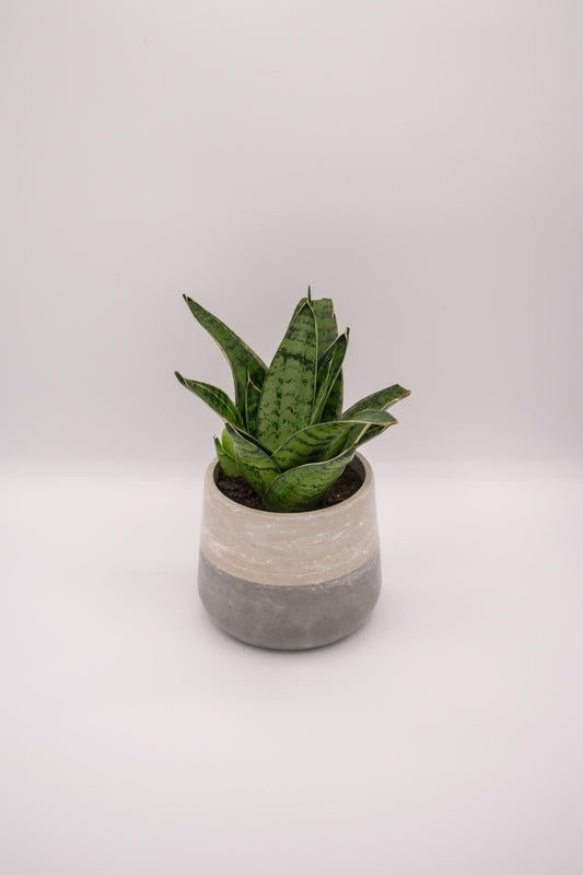 4" Bulbous Planter