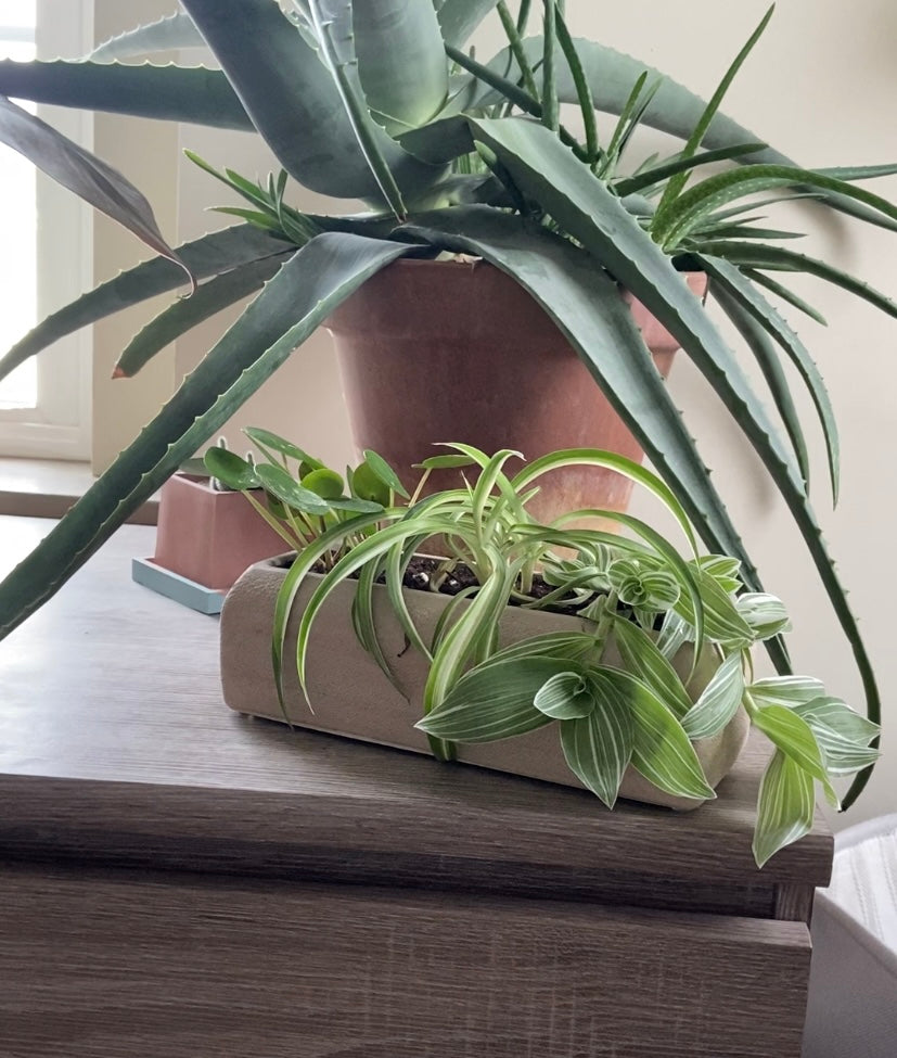 Mini Garden Planter w/Plant