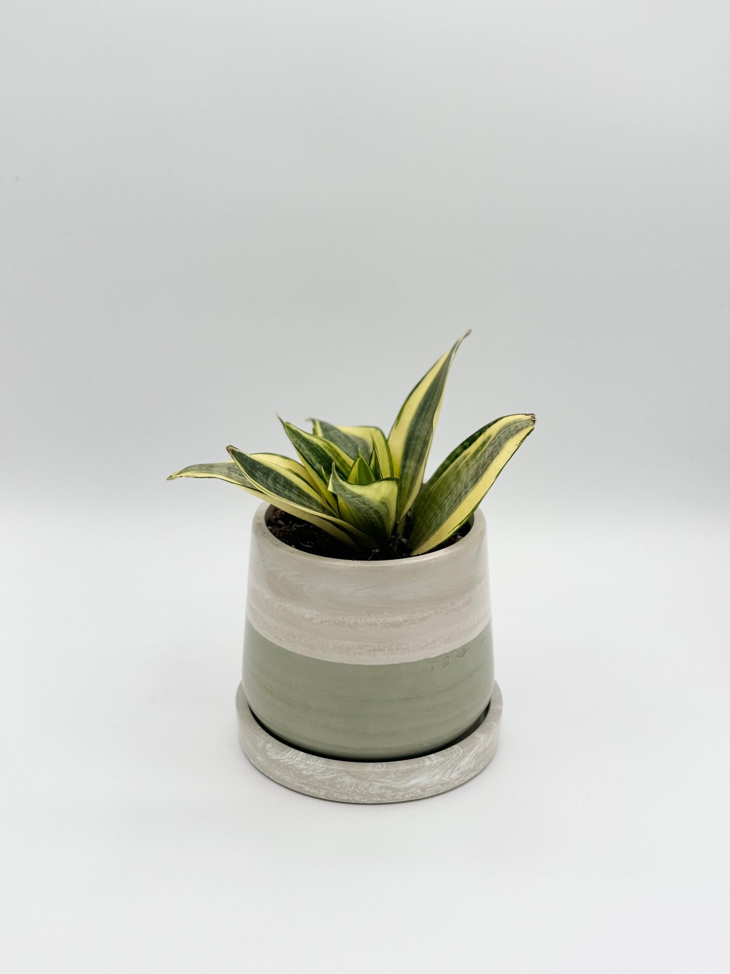 4" Bulbous Planter
