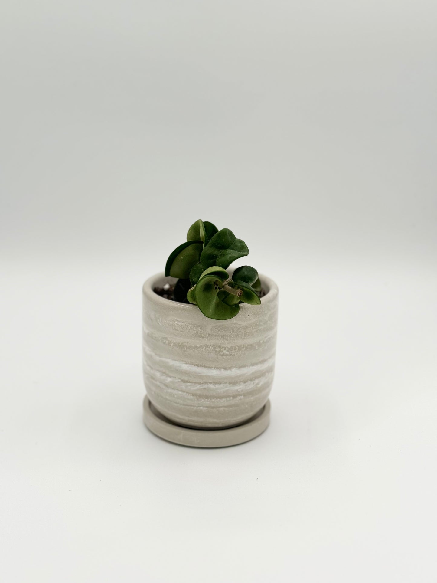 3.5" Tulip Planter