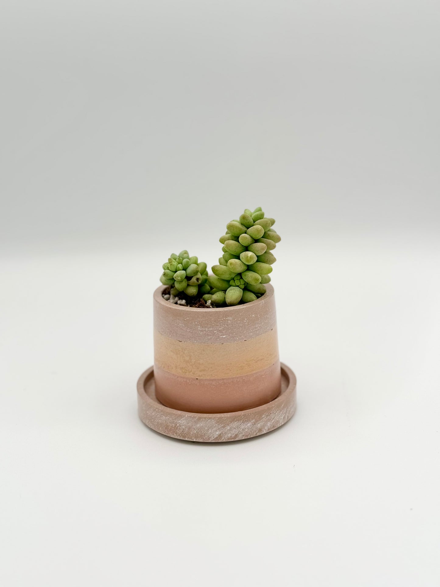2.5" Round Planter (no plant)