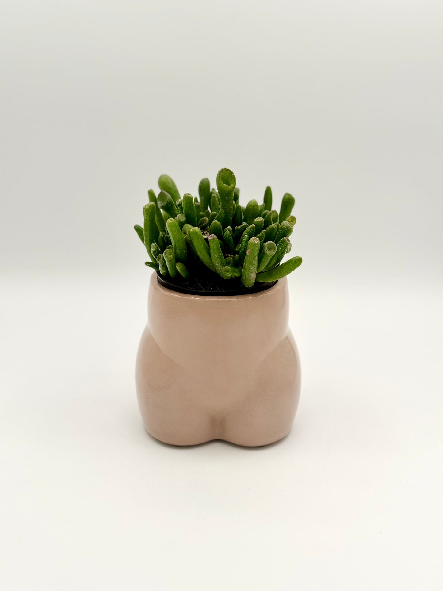 Judy Planter