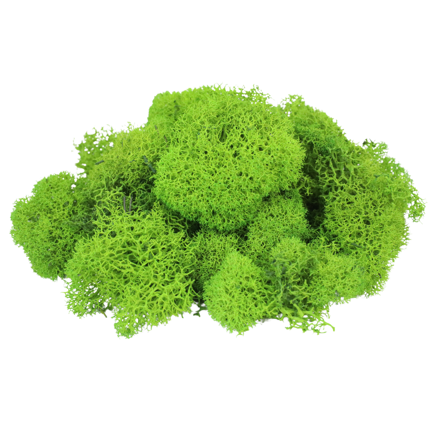 Premium Reindeer Moss - Small Bag: Kiwi