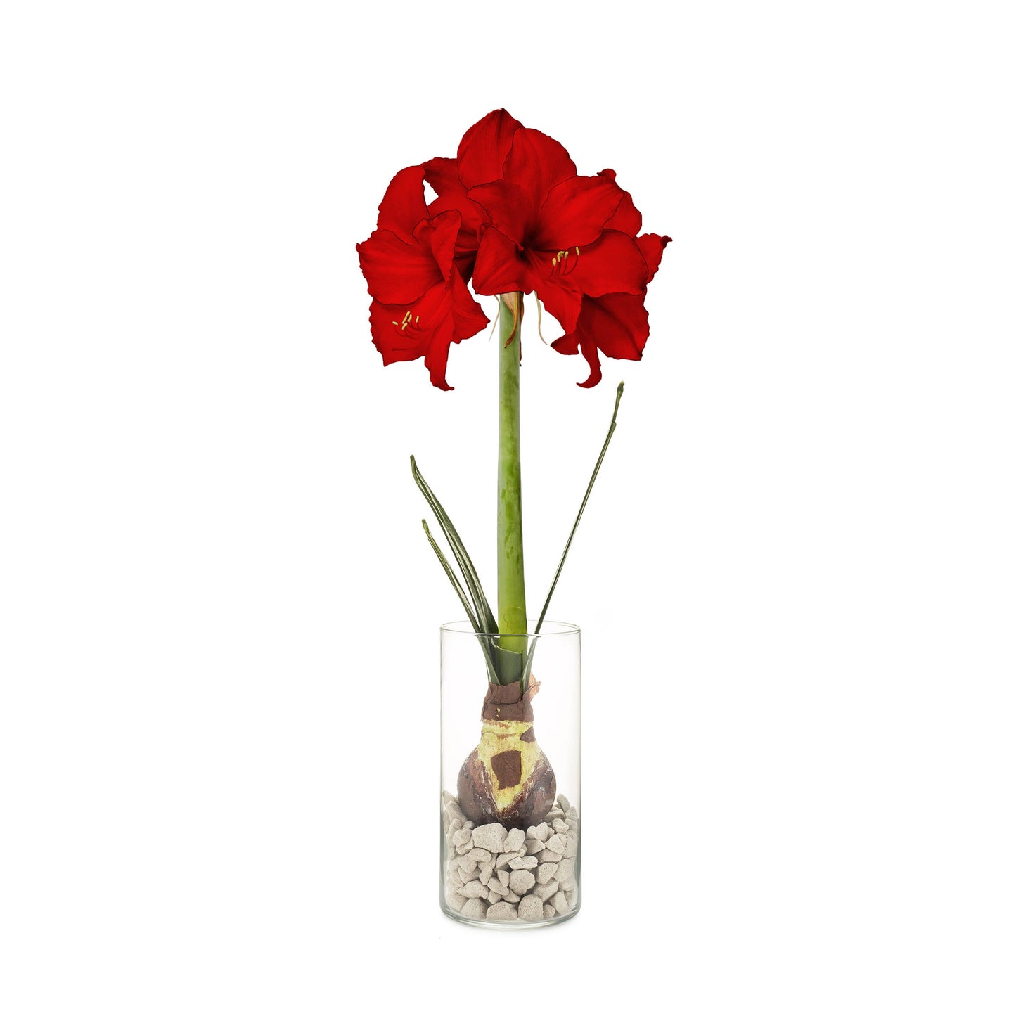Winter Bulb Kit: Paperwhites