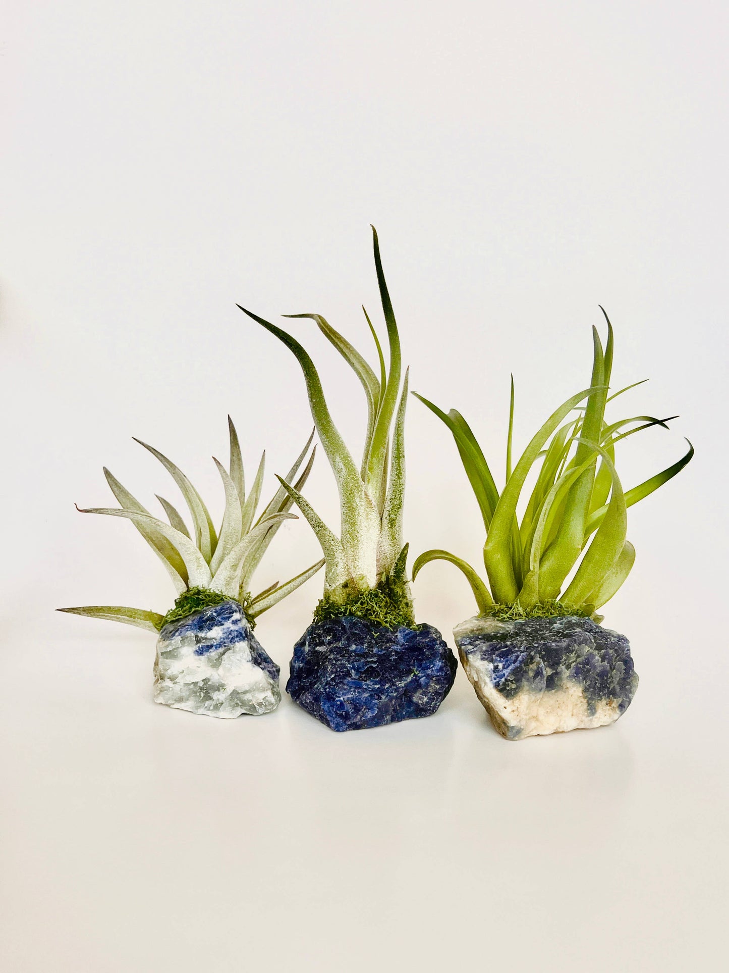 Crystal Air Plants l Air Plant Holder l Crystal Gift: Amazonite