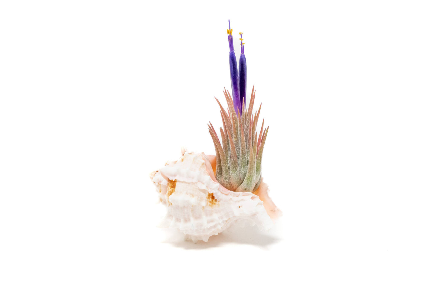 Pink Murex Seashell with Tillandsia Ionantha Air Plants