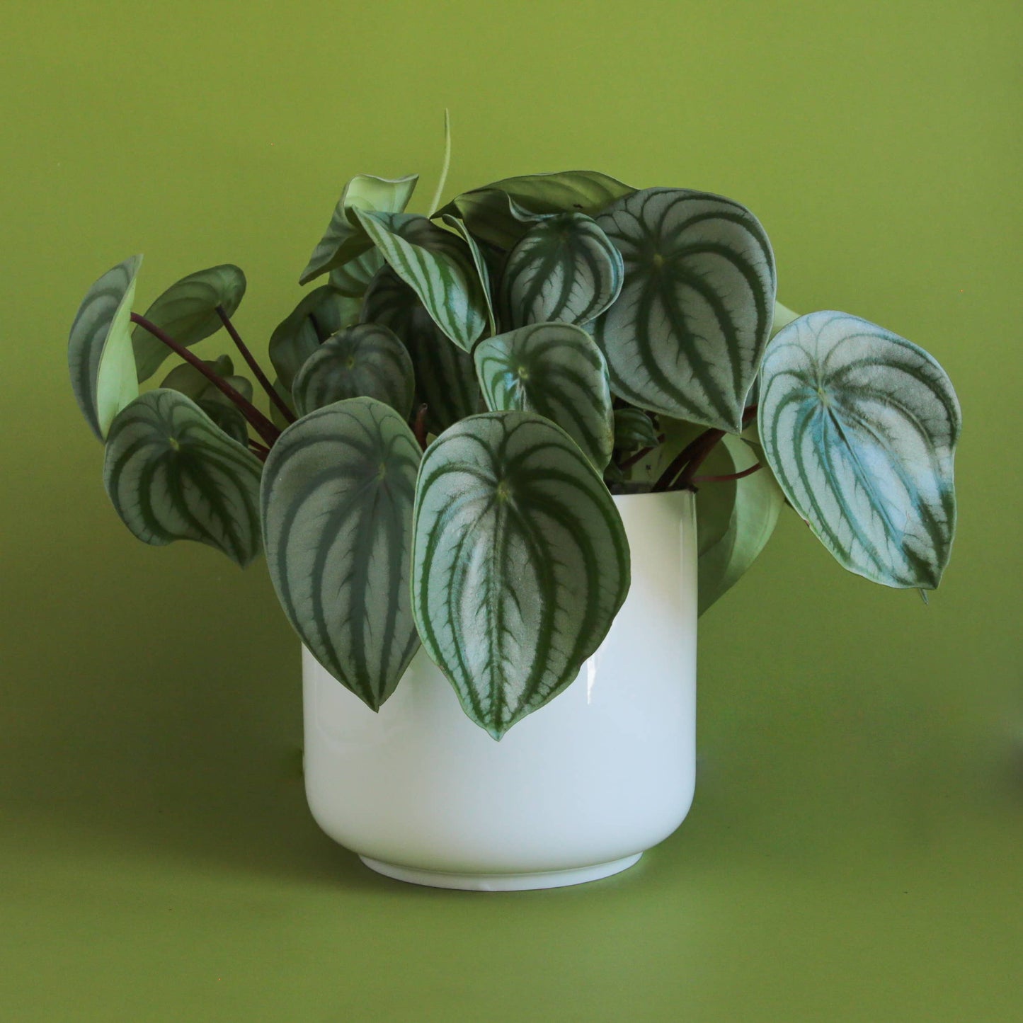 Charlie Planter | White : 6.75 inch