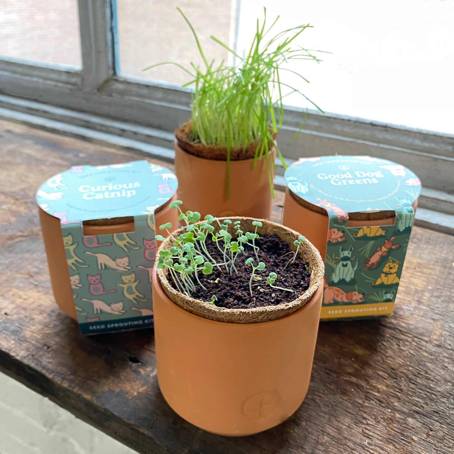 Tiny Terracotta Pet Grow Kits: Good Dog Greens