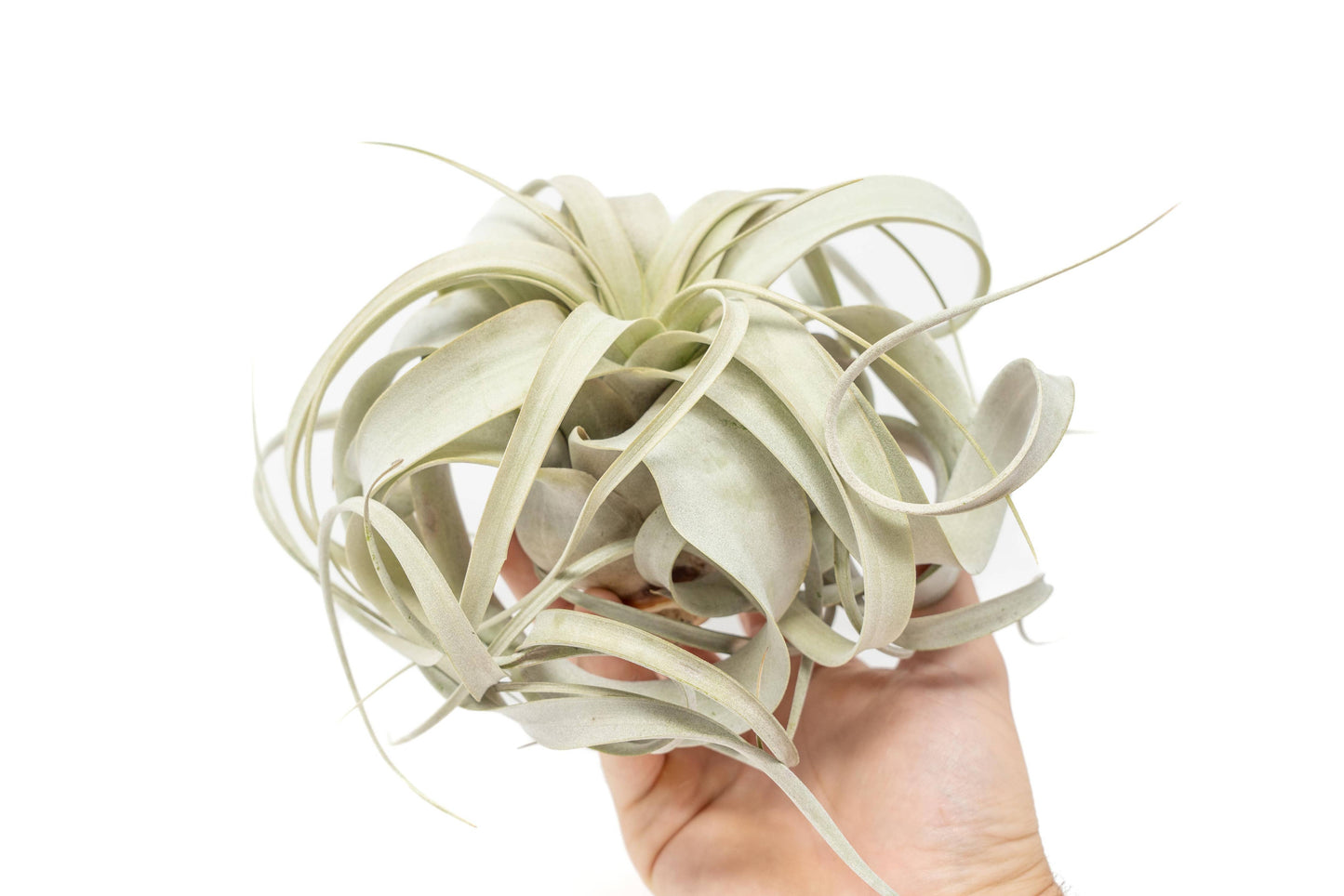 Medium Tillandsia Xerographica Air Plants