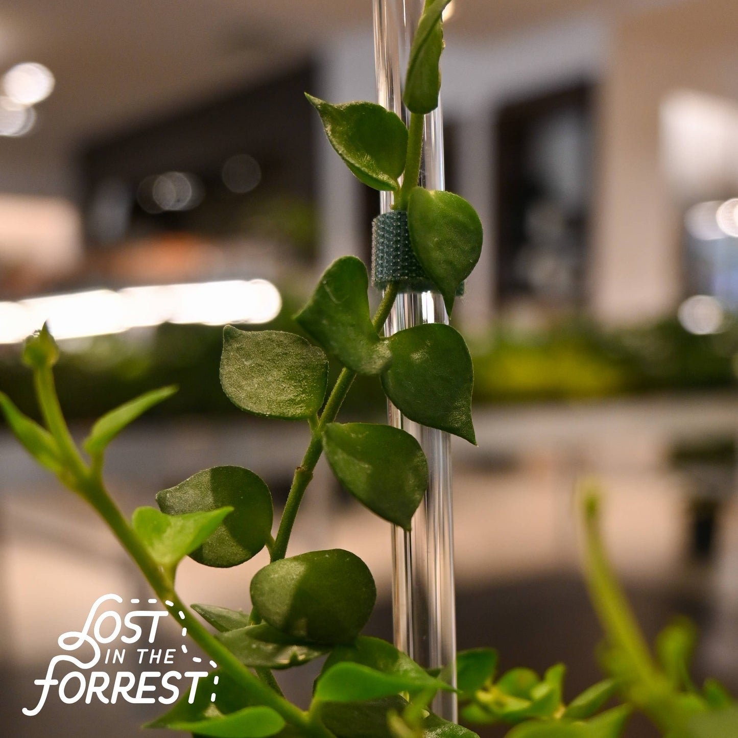 Glassvine Plant Support