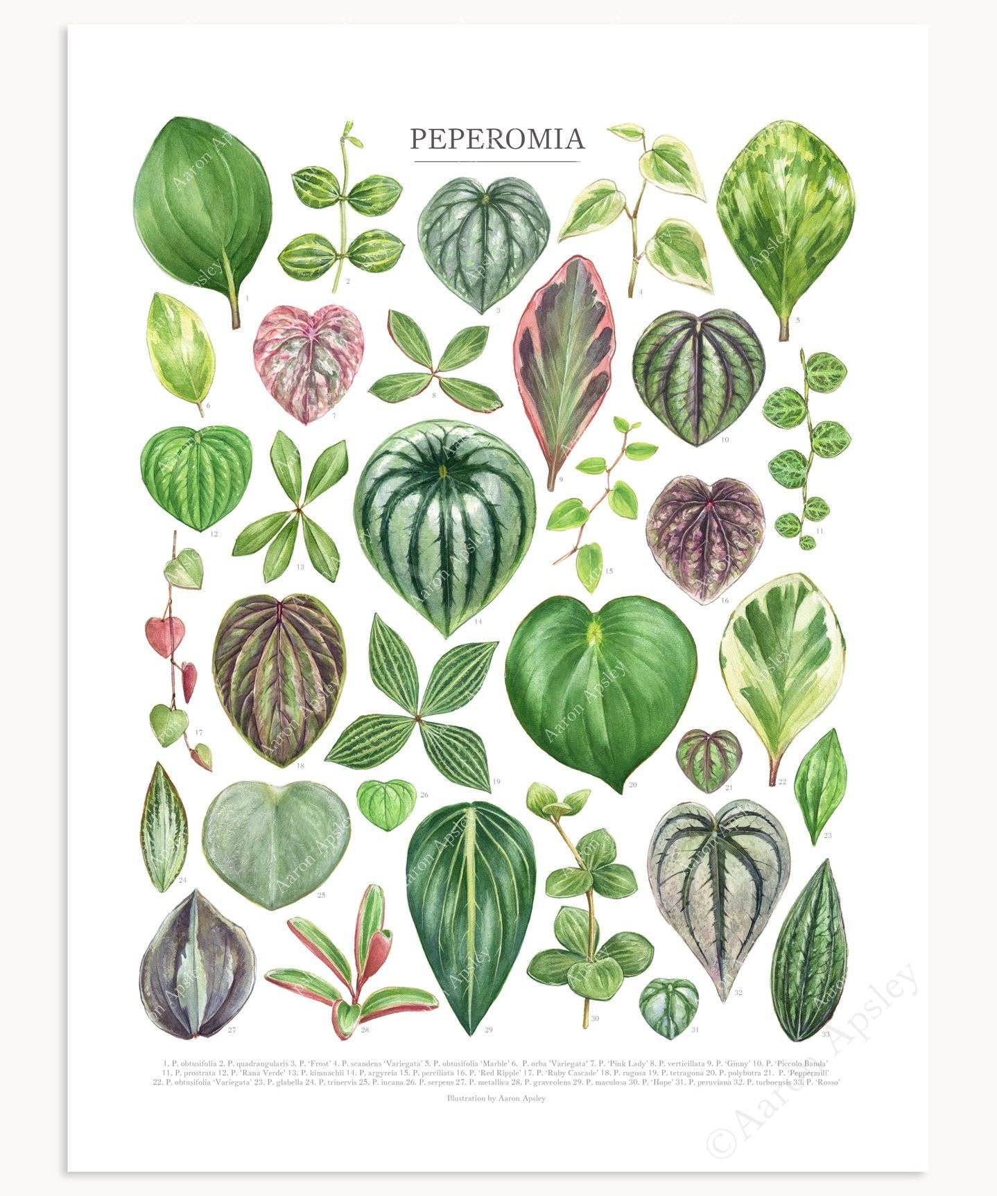 Peperomia Species Print: 12"x16"