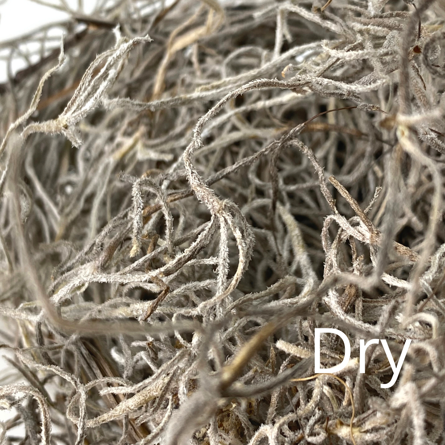 Premium Dried Spanish Moss