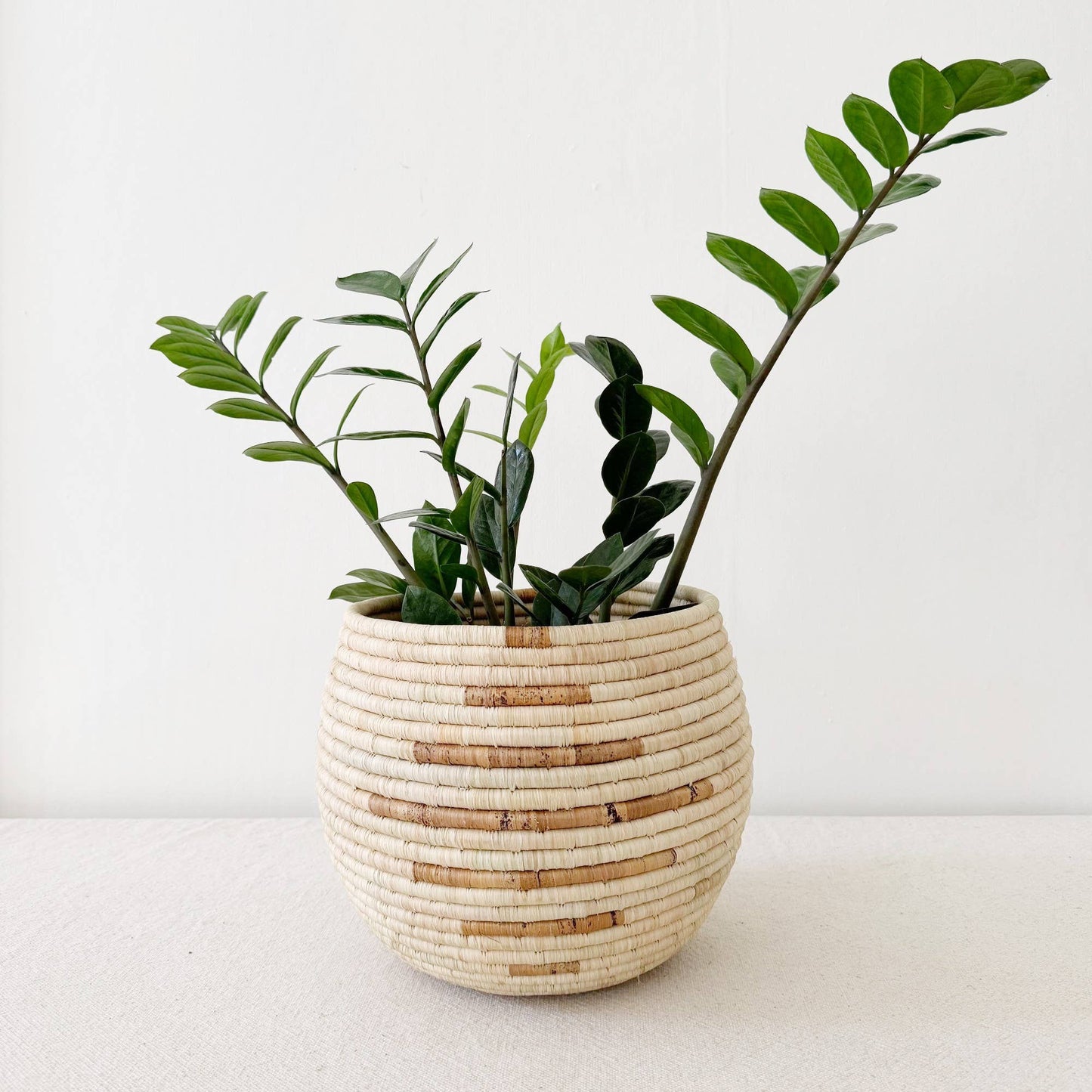 Honey Pot Mareba
