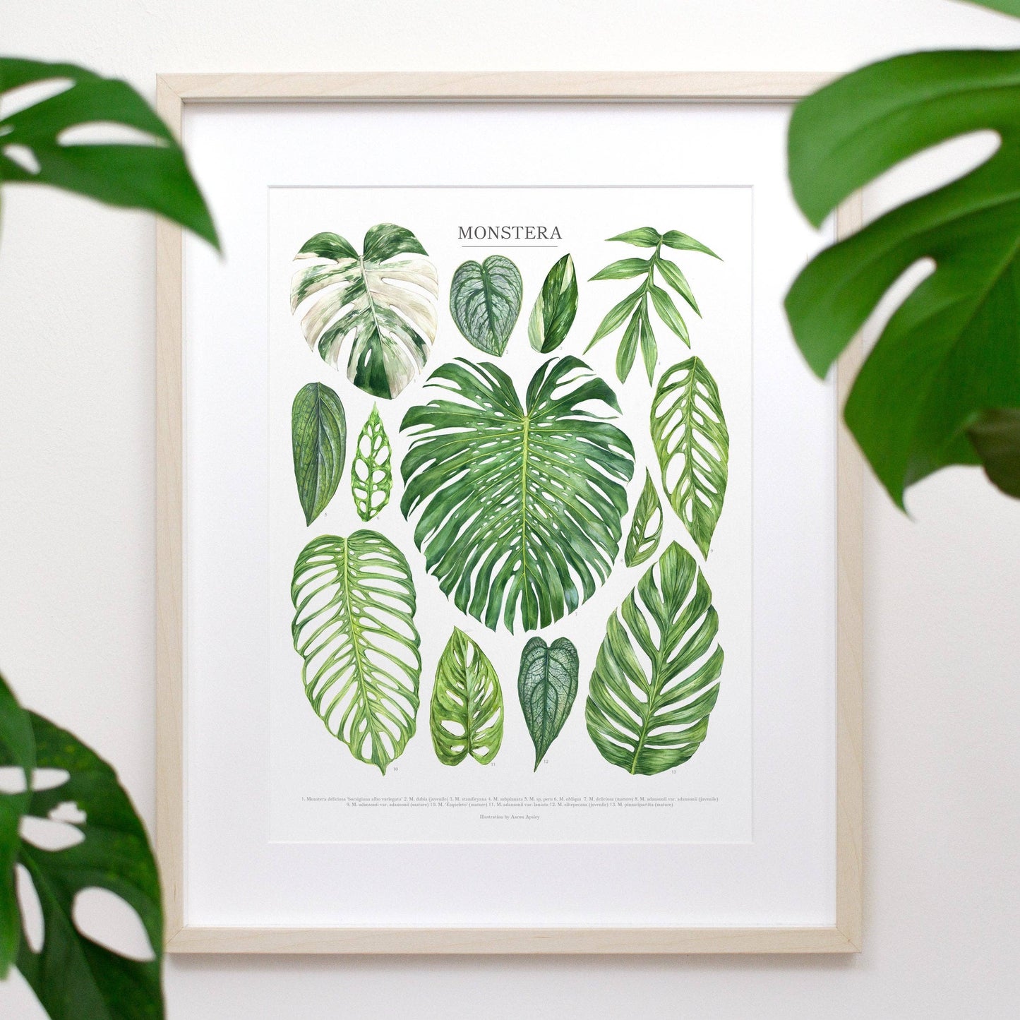 Monstera Species Print: 12"x16"