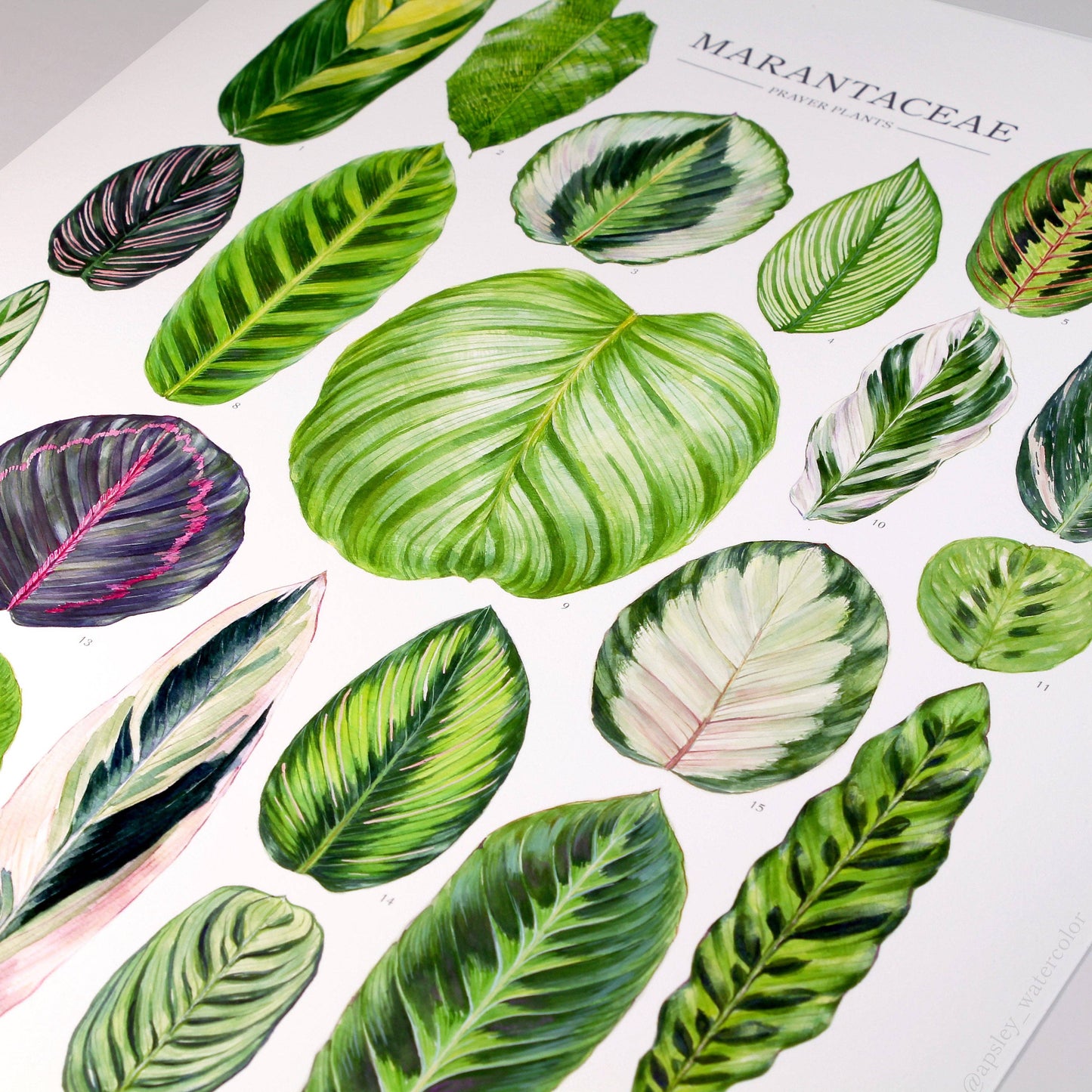 Marantaceae Species Print: 12"x16"