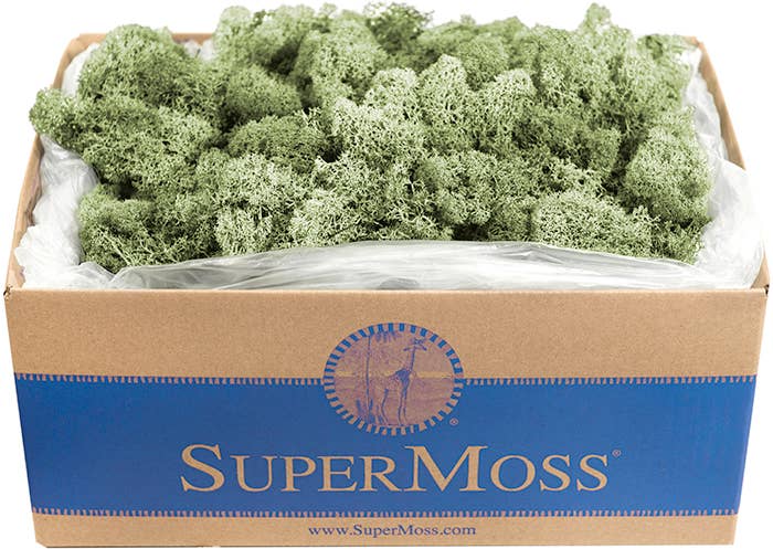 Reindeer Moss Preserved 3lb Bulk Box: Chartreuse