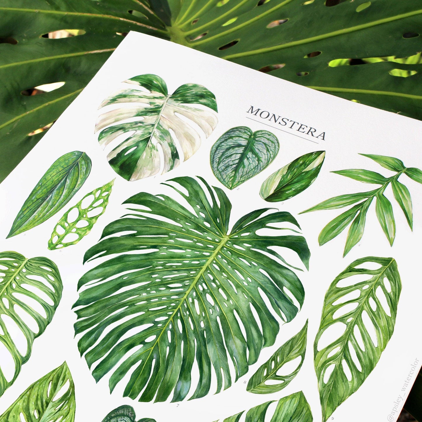Monstera Species Print: 12"x16"