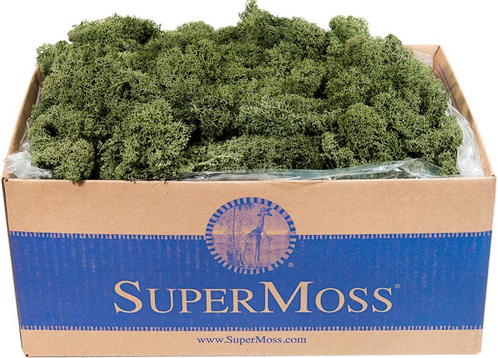 Reindeer Moss Preserved 3lb Bulk Box: Chartreuse