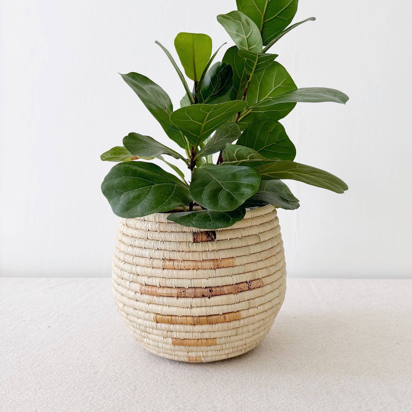 Honey Pot Mareba