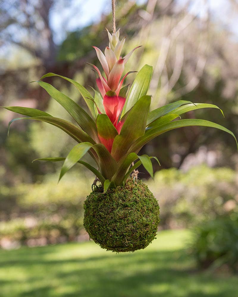 Kokedama, Fresh Green