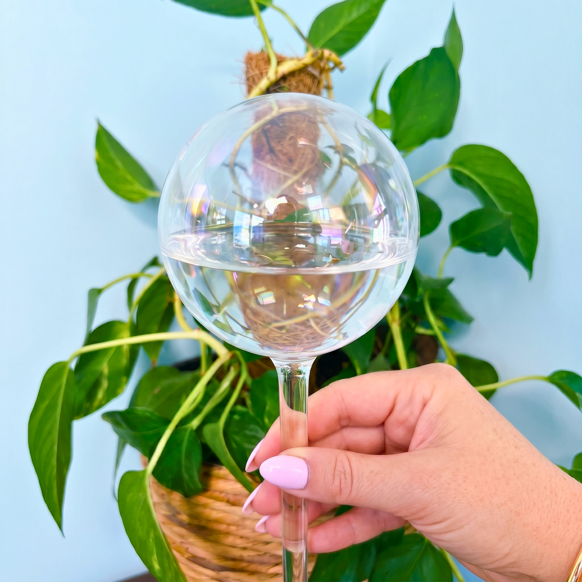 Self-Watering Globe Iridescent