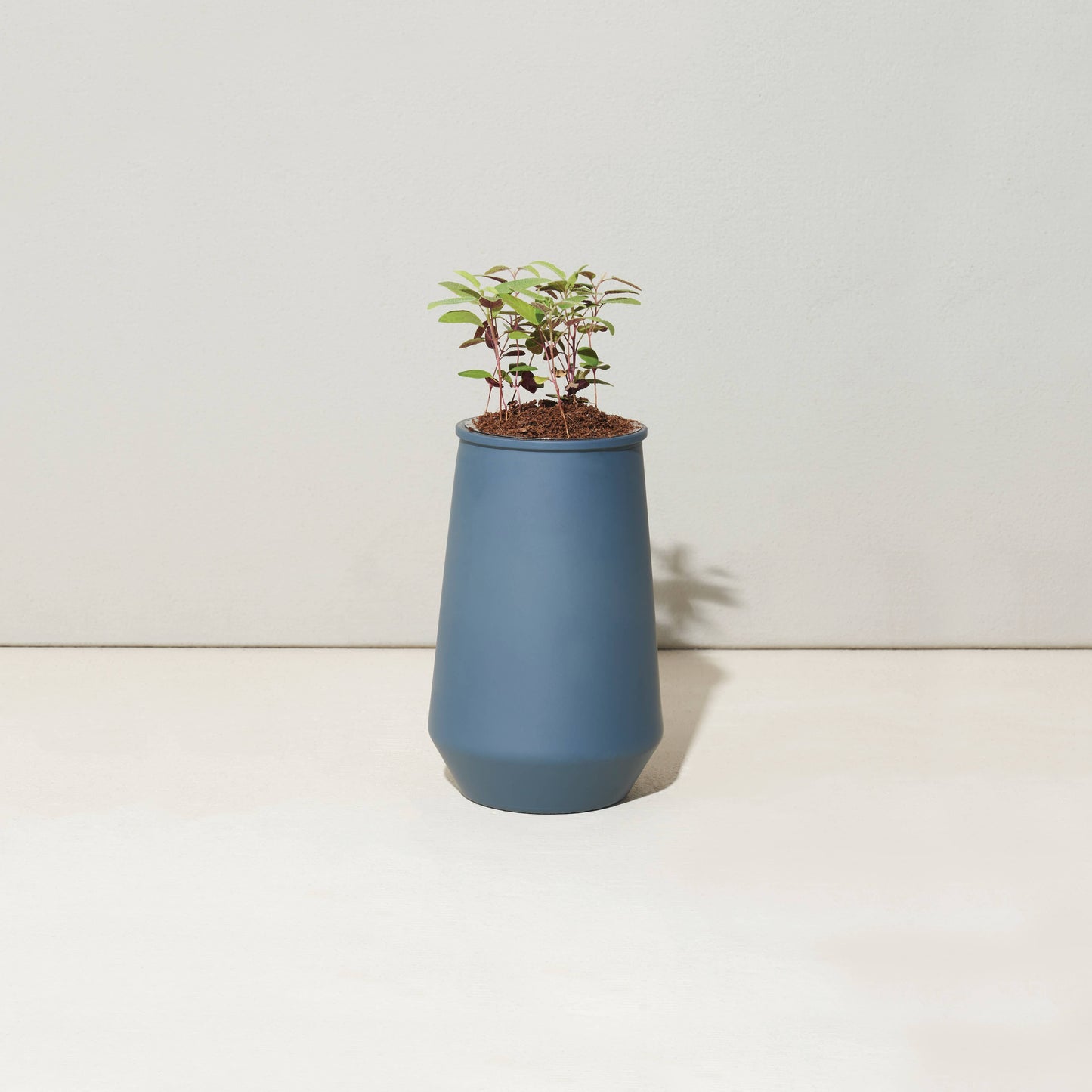 Tapered Tumbler: Eucalyptus