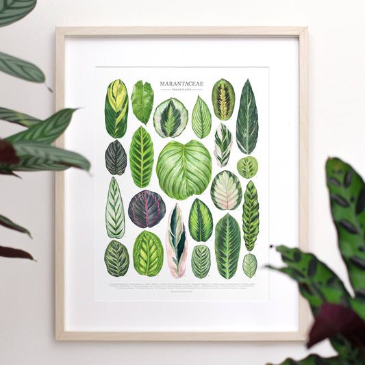 Marantaceae Species Print: 12"x16"