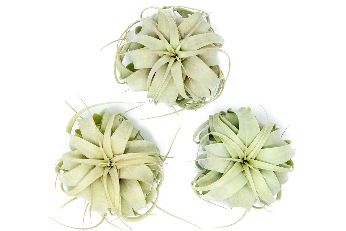 Medium Tillandsia Xerographica Air Plants