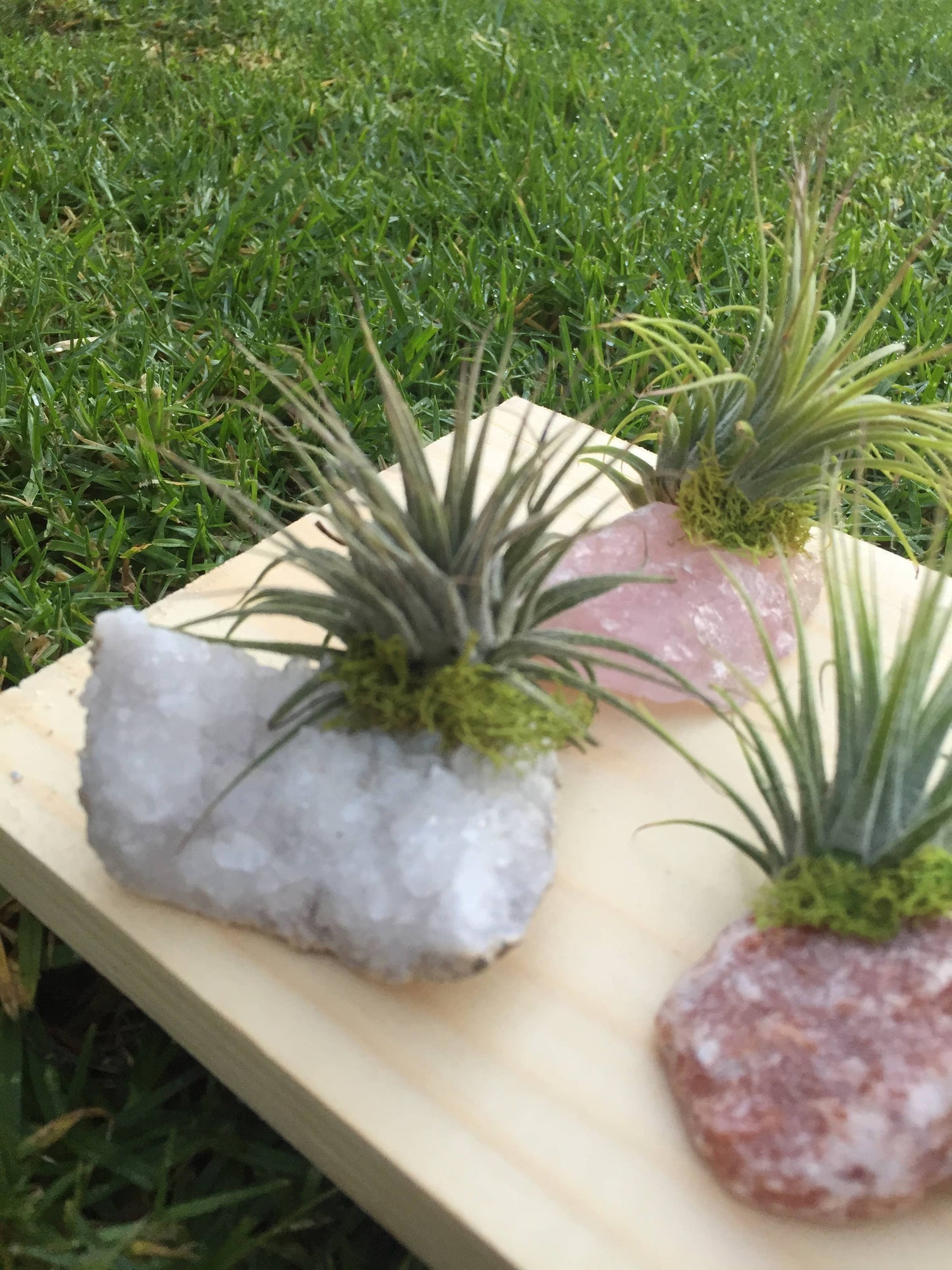 Crystal Air Plants l Air Plant Holder l Crystal Gift: Amazonite