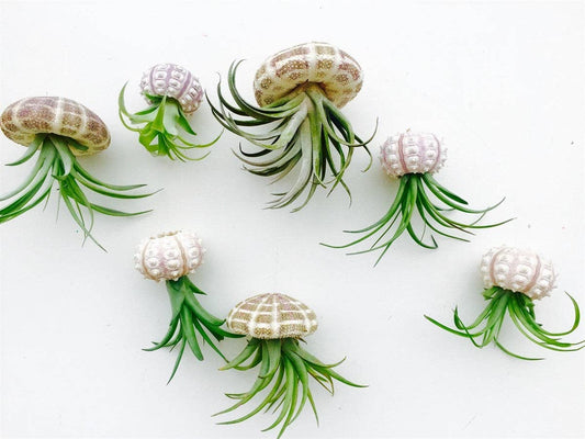 Hanging Jellyfish Air Plants