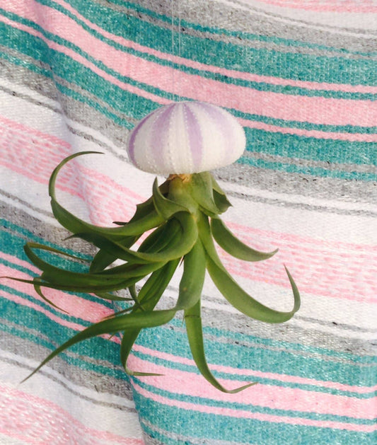 Jellyfish Air Plant | Purple Urchin