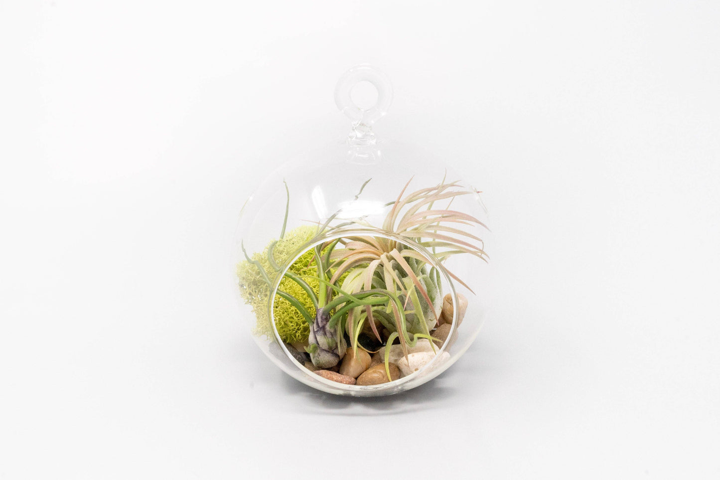 Hanging Flat Bottom Glass Globe Stunning Terrarium Sets