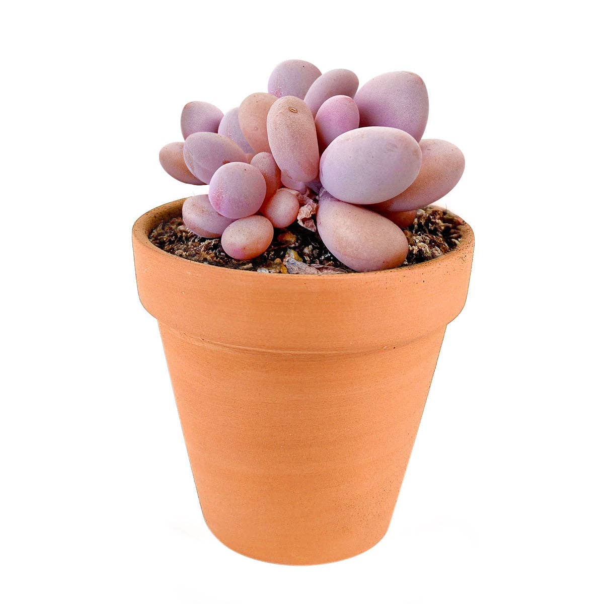 Terracotta Plant Pot 2 inch, Small Clay Pot with Drainage