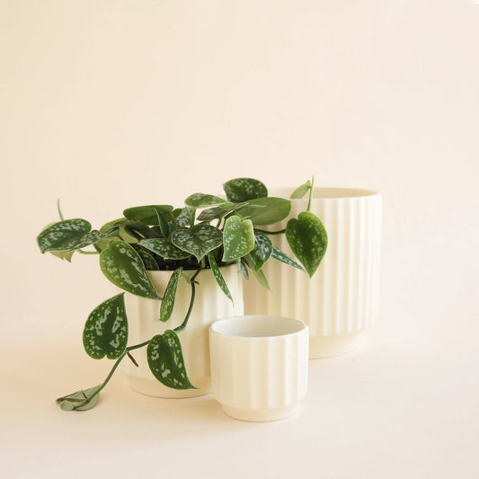 Monroe Pot - Vintage White 3"
