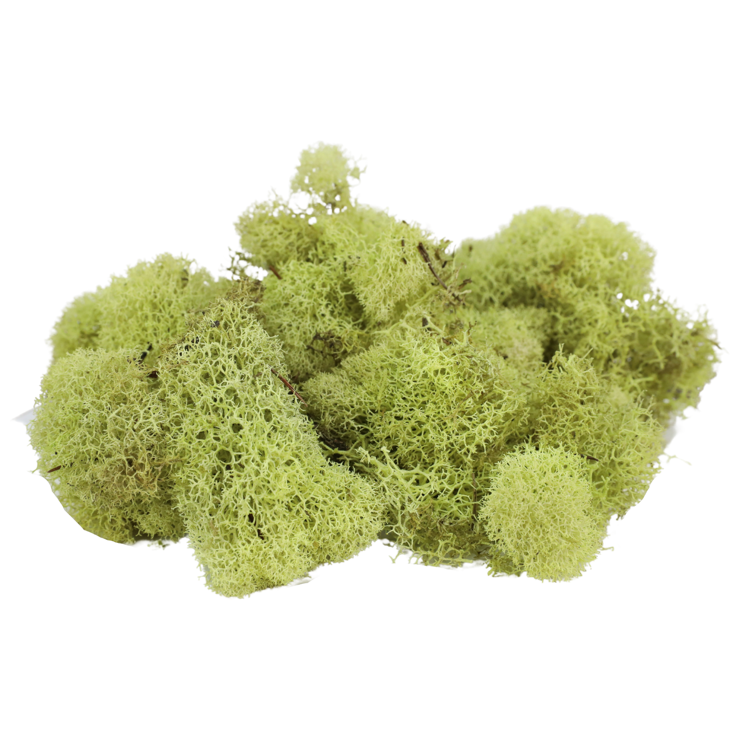 Premium Reindeer Moss - Small Bag: Kiwi