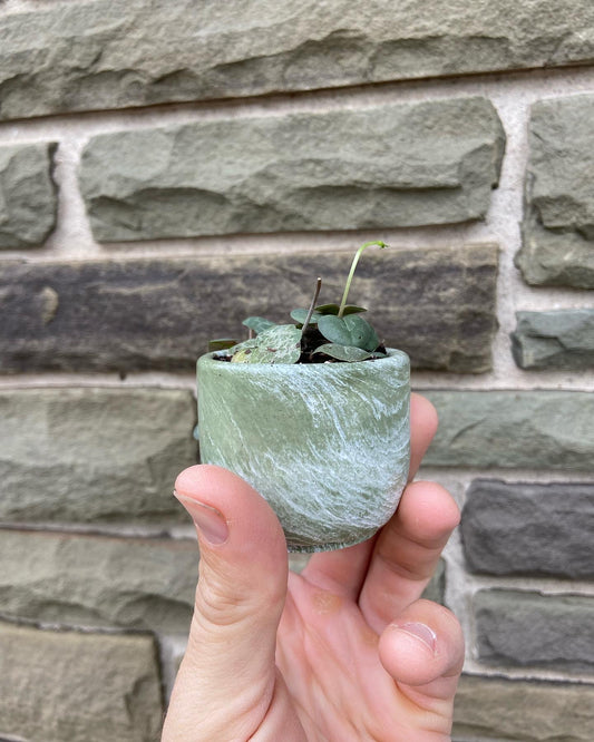 2" Tulip Planter