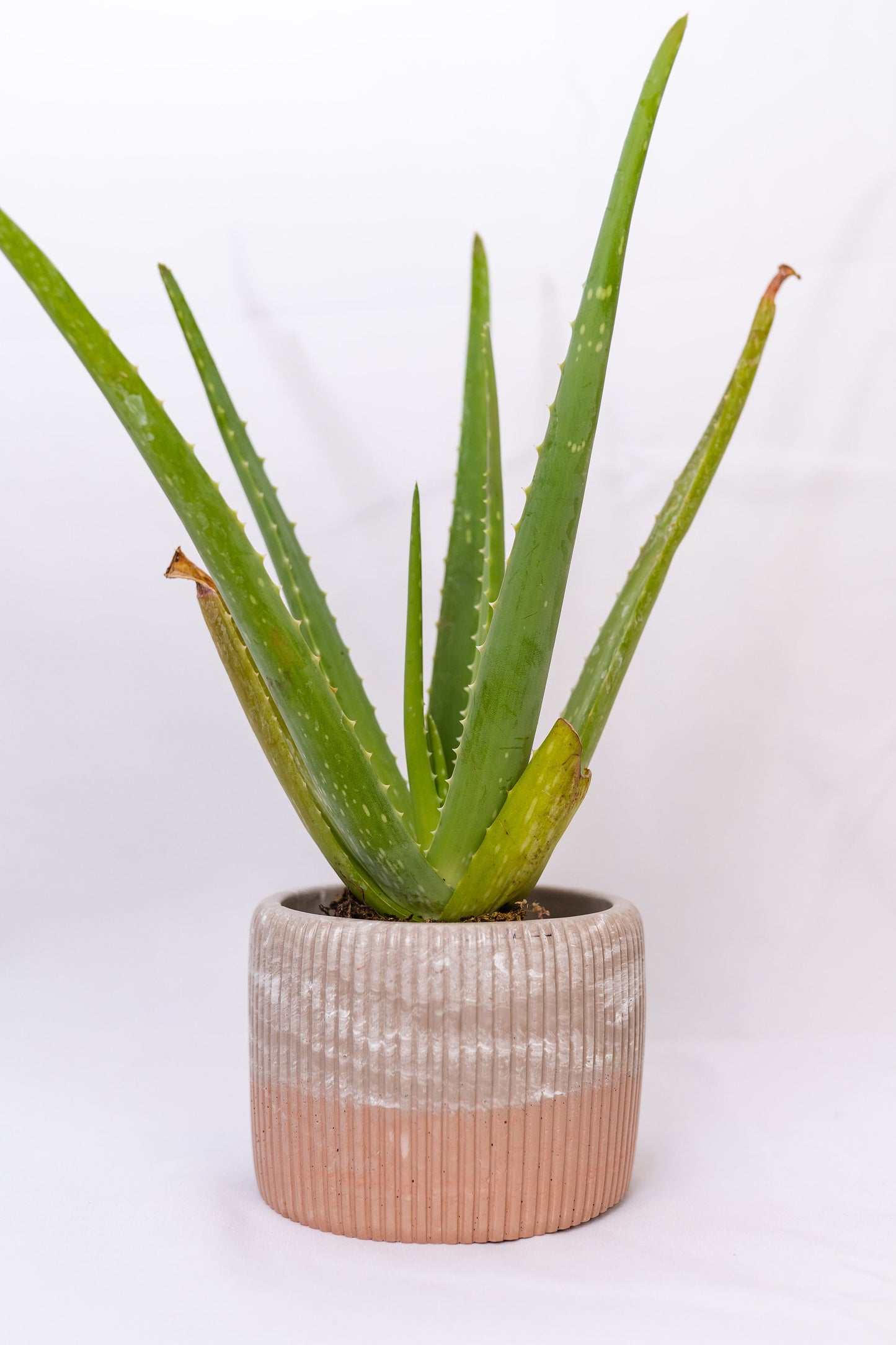 5" Ridge Planter