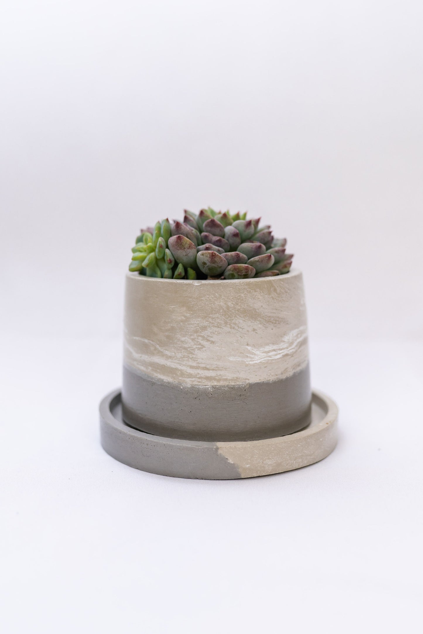 2.5" Round Planter w/Plant