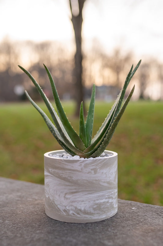 6" Planter
