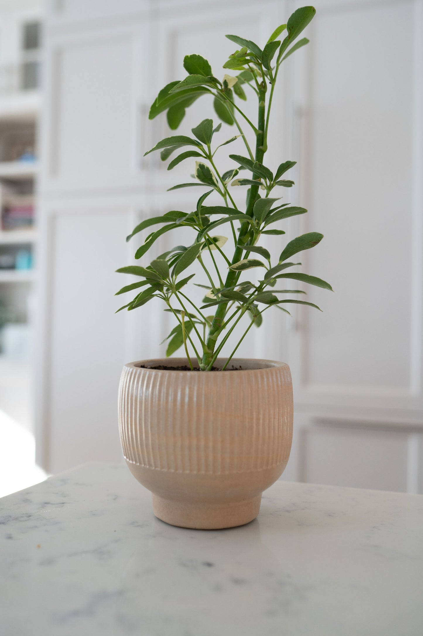 Modern Ridge Planter