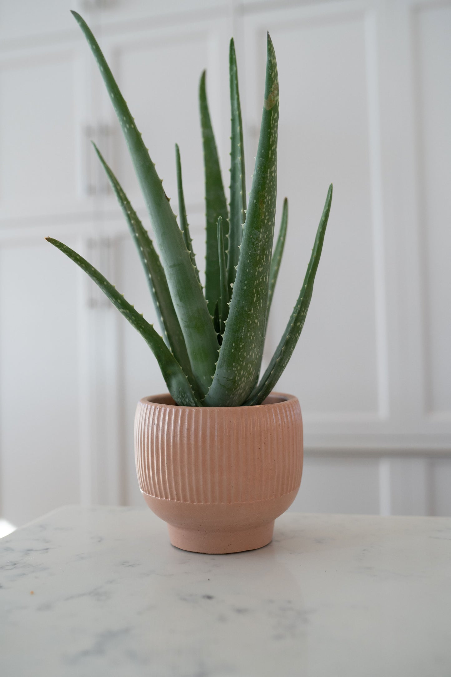 Modern Ridge Planter