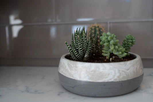 5.5" Bowl Planter