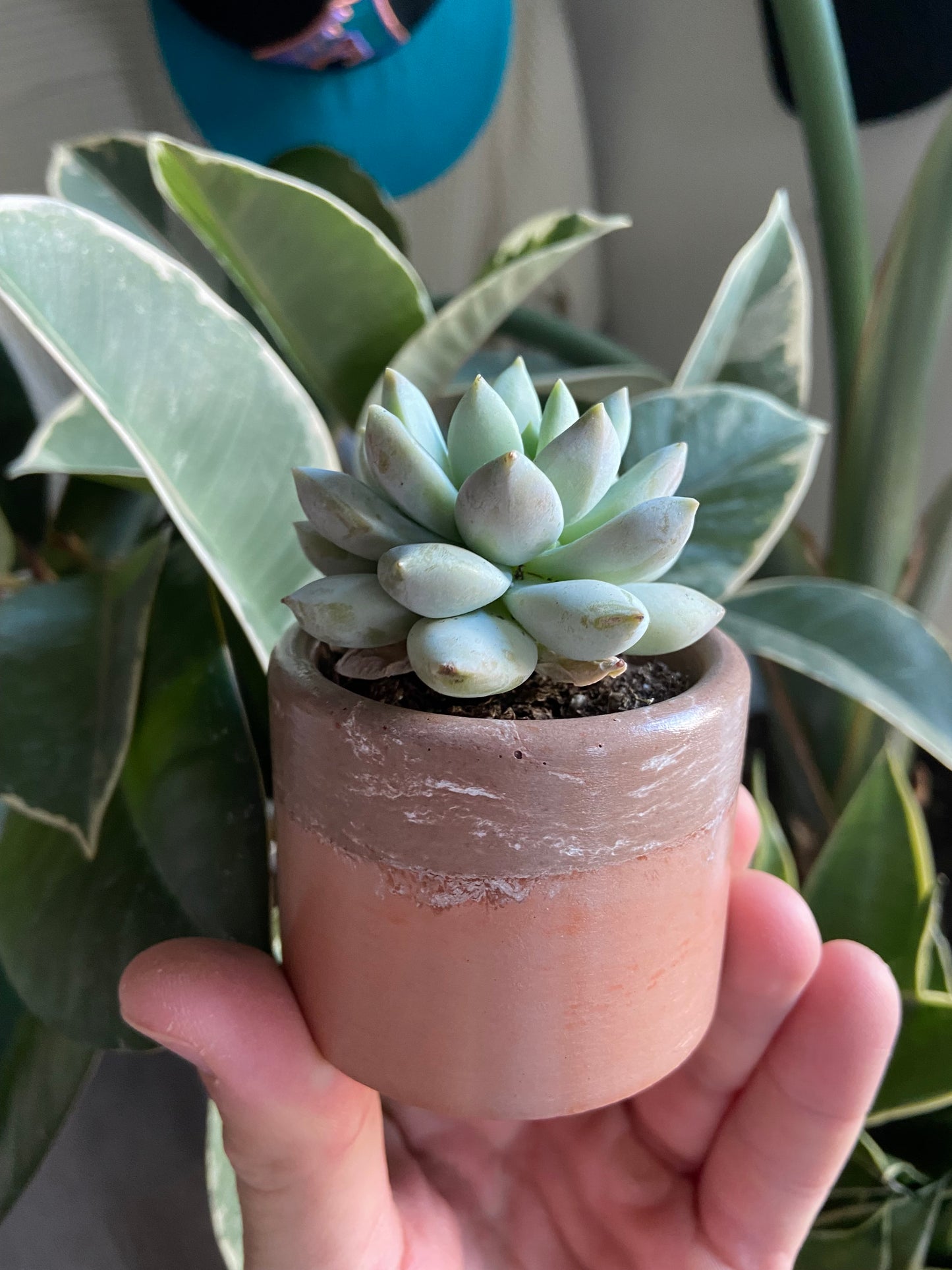 2" w/Succulent