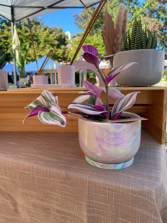 4" Short Tulip Planter w/Plant