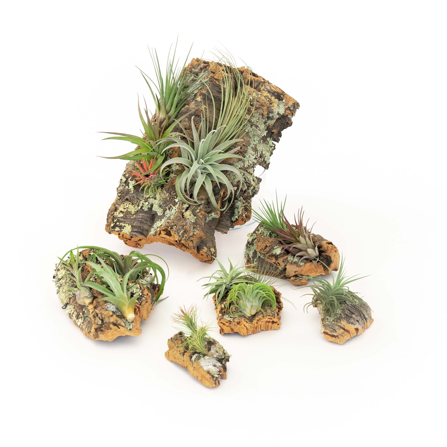 Virgin Cork Bark Slabs with Air Plants