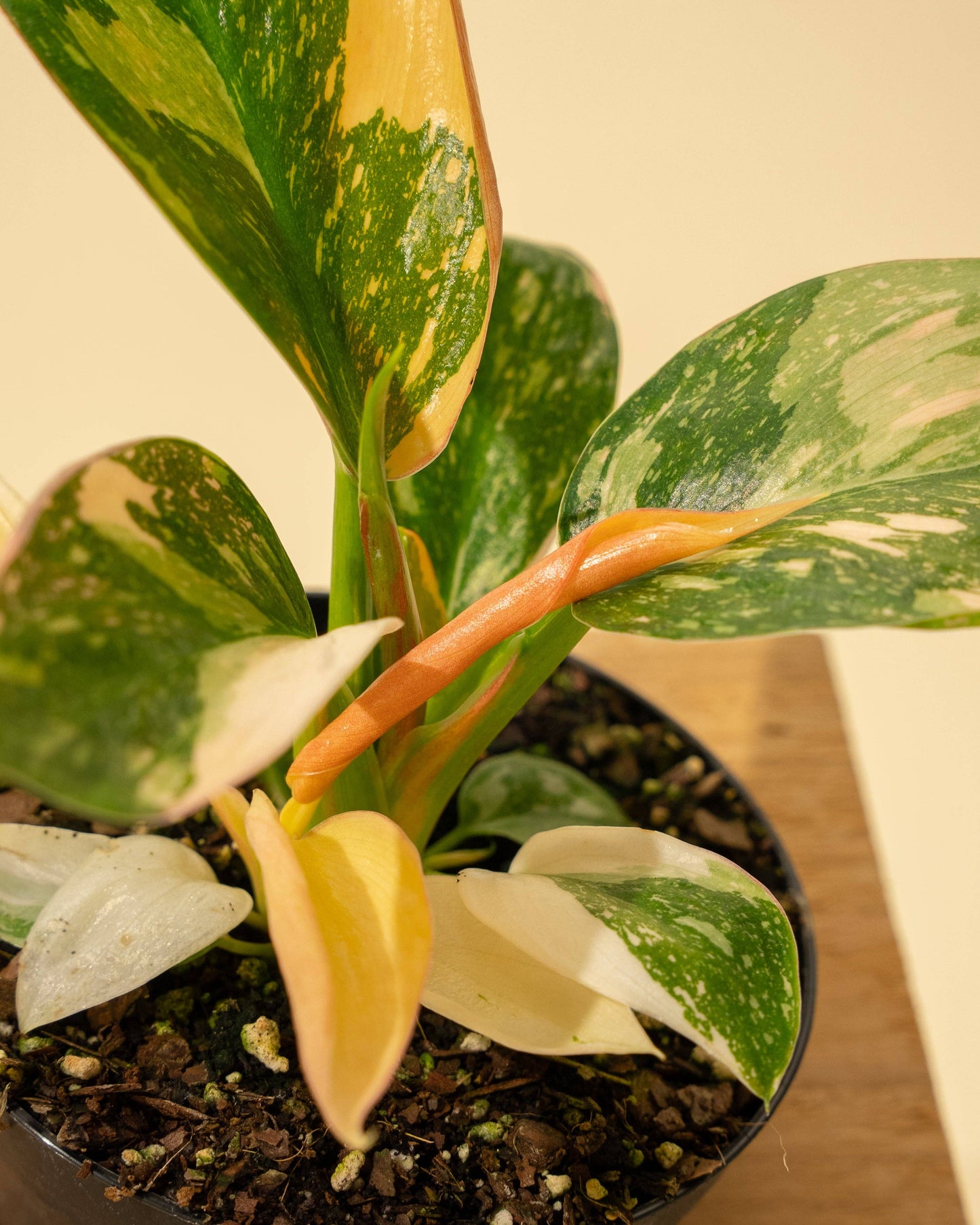 4" 'Copper Flame' Philodendron Green Congo