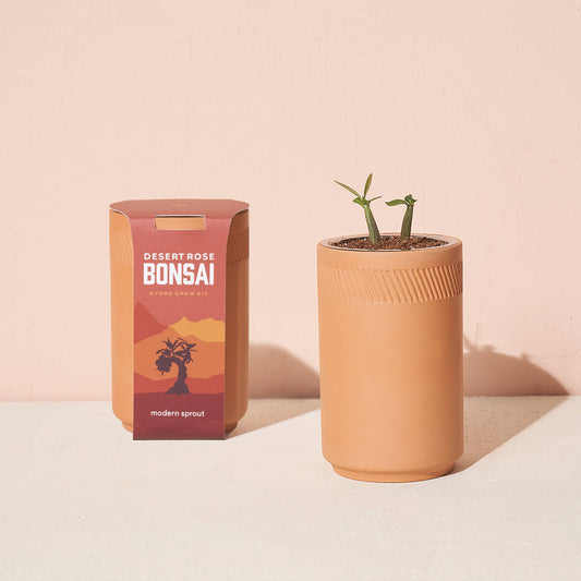 Terracotta Grow Kit: Desert Rose Bonsai